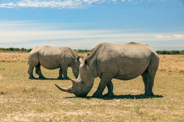 Fototapeta premium Discovering two serene rhinoceroses grazing in the golden landscapes of Botswana's safari during a bright sunny day
