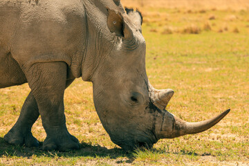 Obraz premium A rhino grazes peacefully in the golden grasslands of Botswana during a warm afternoon