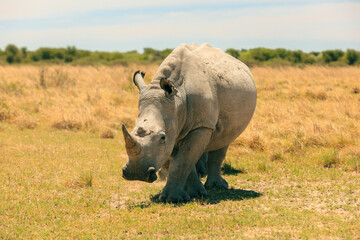 Obraz premium A rhinoceros walking through the golden grasslands of Botswana during a vibrant afternoon safari encounter