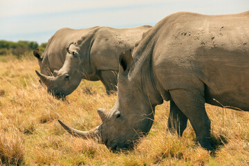Fototapeta premium Rhinos grazing peacefully in the grasslands during a serene safari in Botswana's wildlife-rich landscape