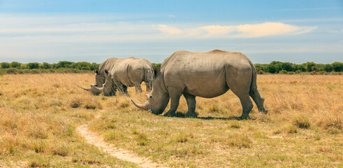 Exploring the vast grasslands of Botswana while observing a pair of majestic rhinoceroses during a midday safari