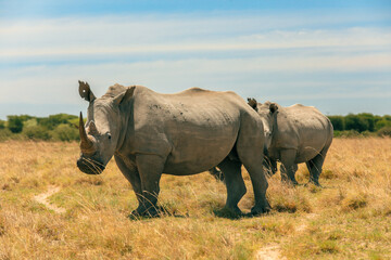 Fototapeta premium Two rhinoceroses grazing in the golden grasslands of Botswana during a sunny safari adventure