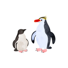 Obraz premium ロイヤルペンギンの雛と成鳥。水彩風イラスト。 Royal penguin chick and adult. Watercolor style illustration.
