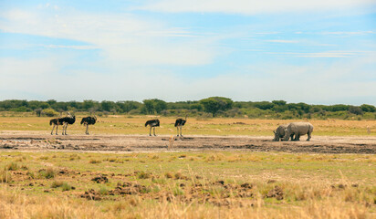 Exploring the Botswana wilderness with ostriches and a rhinoceros at a watering hole during the...