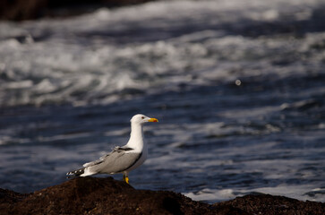 Yellow-legged gull Larus michahellis atlantis. Los Dos Roques. Galdar. Gran Canaria. Canary...