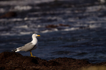 Fototapeta premium Yellow-legged gull Larus michahellis atlantis. Los Dos Roques. Galdar. Gran Canaria. Canary Islands. Spain.