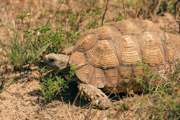 Exploring the unique wildlife of Botswana: a close encounter with a tortoise in its natural habitat