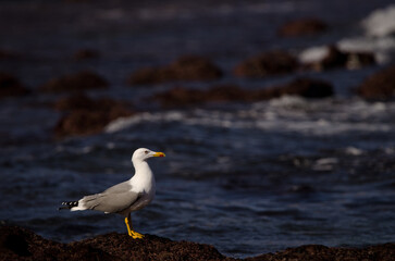 Yellow-legged gull Larus michahellis atlantis. Los Dos Roques. Galdar. Gran Canaria. Canary Islands. Spain.