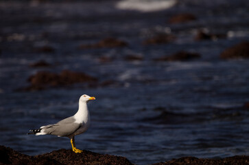 Obraz premium Yellow-legged gull Larus michahellis atlantis looking up. Los Dos Roques. Galdar. Gran Canaria. Canary Islands. Spain.