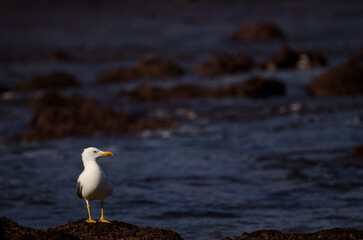 Yellow-legged gull Larus michahellis atlantis. Los Dos Roques. Galdar. Gran Canaria. Canary Islands. Spain.