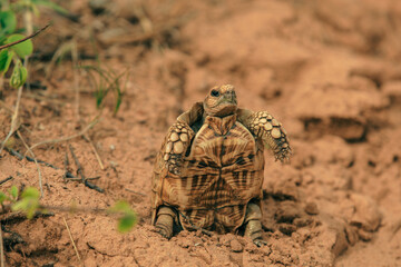 A tortoise basking in the warm afternoon sun during a safari adventure in Botswana’s wilderness
