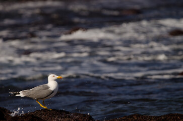 Yellow-legged gull Larus michahellis atlantis. Los Dos Roques. Galdar. Gran Canaria. Canary Islands. Spain.