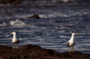 Yellow-legged gulls Larus michahellis atlantis. Los Dos Roques. Galdar. Gran Canaria. Canary Islands. Spain.