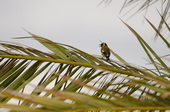 European goldfinch Carduelis carduelis parva singing. Lomada de Tecina. San Sebastian de La Gomera. La Gomera. Canary Islands. Spain.
