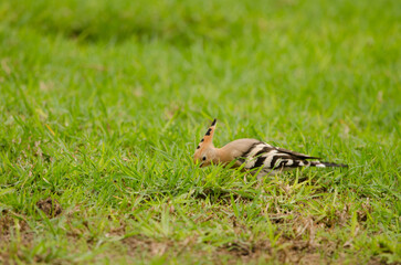 Eurasian hoopoe Upupa epops searching for food. Tecina Golf. Lomada de Tecina. San Sebastian de La Gomera. La Gomera. Canary Islands. Spain.