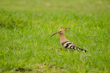 Eurasian hoopoe Upupa epops. Tecina Golf. Lomada de Tecina. San Sebastian de La Gomera. La Gomera. Canary Islands. Spain. © Víctor