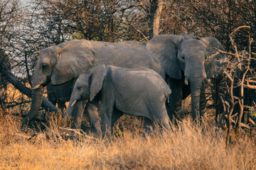 A family of elephants forages for food in the grasslands during dusk in Botswana's wild safari
