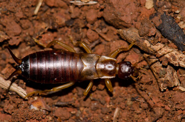 Upperside view of a earwig. Garajonay National Park. La Gomera. Canary Islands. Spain.