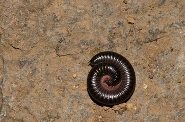 Portuguese millipede Ommatoiulus moreletti in defensive posture. Garajonay National Park. La...
