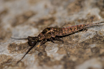 Machilid on a rock. Garajonay National Park. La Gomera. Canary Islands. Spain.