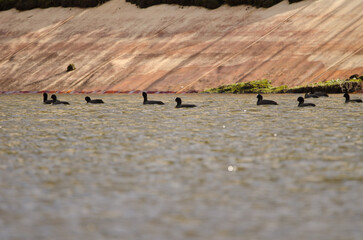 Flock of Eurasian coots Fulica atra atra. Cabecita dam. Vallehermoso. La Gomera. Canary Islands....