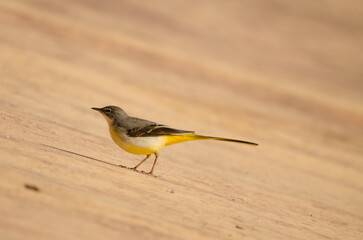 Grey wagtail Motacilla cinerea canariensis. Cabecita dam. Vallehermoso. La Gomera. Canary Islands. Spain.