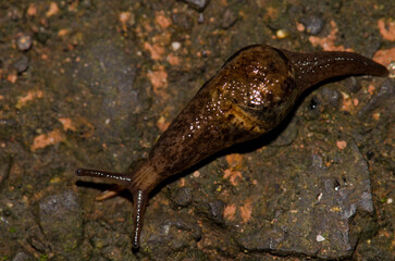 Slug Insulivitrina sp. Garajonay National Park. La Gomera. Canary Islands. Spain.