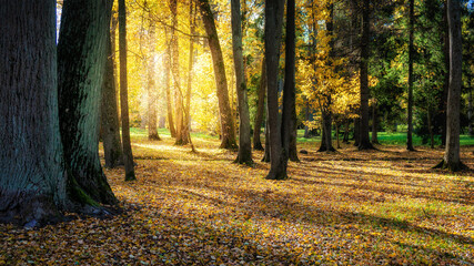 Beautiful sunny colorful forest autumn landscape
