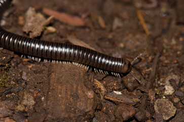 Millipede Ommatoiulus inconspicuus. Garajonay National Park. La Gomera. Canary Islands. Spain.