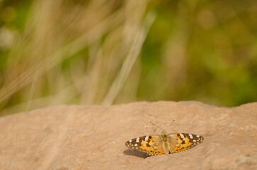 Painted lady Vanessa cardui. Alajero. La Gomera. Canary Islands. Spain.