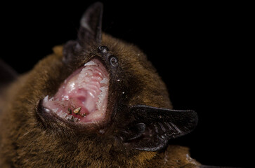 Madeira pipistrelle Pipistrellus maderensis. Garajonay National Park. La Gomera. Canary Islands. Spain.
