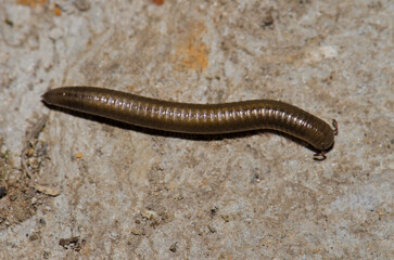 Millipede Ommatoiulus inconspicuus. Garajonay National Park. La Gomera. Canary Islands. Spain.