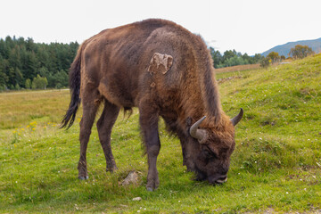 European Bison, at a wildlife nature park