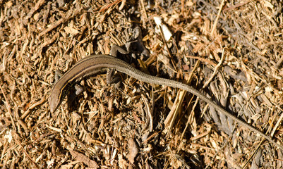 Juvenile Boettger's lizard Gallotia caesaris gomerae. Vallehermoso. La Gomera. Canary Islands. Spain.