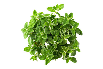 Obraz premium Fresh mint leaves isolated on a white background. Concept of herbal freshness and culinary ingredient.
