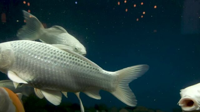 close up of many big beautiful fish in aquarium