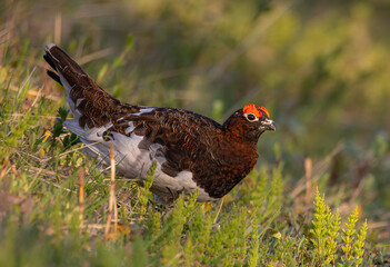 Willow ptarmigan changing from winter to summer plumage, taken in Tromsø, Norway