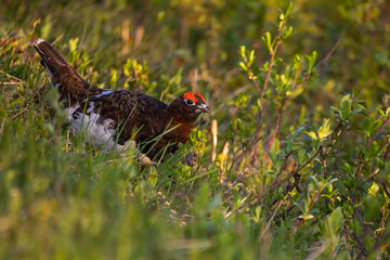 Willow ptarmigan changing from winter to summer plumage, taken in Tromsø, Norway
