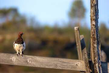 Willow ptarmigan changing from winter to summer plumage, taken in Tromsø, Norway