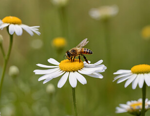 Obraz premium A honeybee is seen diligently collecting nectar from a white daisy with a bright yellow center in a lush green meadow filled with flowers under clear blue skies