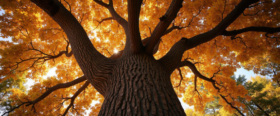 Majestic Tree with Vibrant Autumn Foliage Viewed from Below in a Sunlit Forest - Captivating Fall Colors, Nature, and Landscape Photography