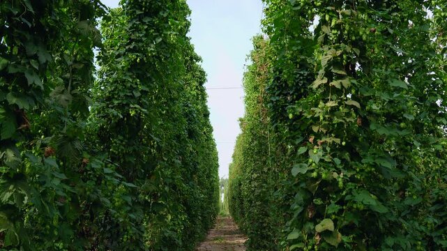 Hop cultivation. Plantation full of hops plants climbing long strings. Hop field or hop crop fluttering in the wind in the end of summer.