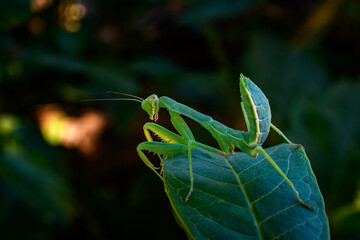 green praying mantis on a leaf