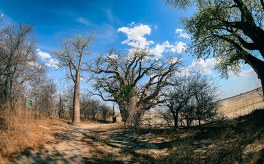 Baobab trees in Botswana's dry landscape under a vast blue sky during a sunny day