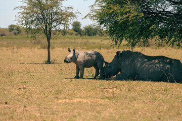 Rhinos resting in the shade of a tree at a national park in Botswana during midday