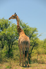 A giraffe stands gracefully amidst the lush greenery of a national park in Botswana under a clear blue sky