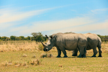 Naklejka premium Two rhinoceroses grazing in Botswana's wildlife-rich national park under a clear blue sky