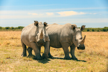 Fototapeta premium Two white rhinos walking through the grasslands of Botswana's national park during a sunny day