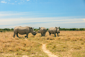 Fototapeta premium Rhinos grazing on the grassy plains of Chobe National Park in Botswana under a clear blue sky