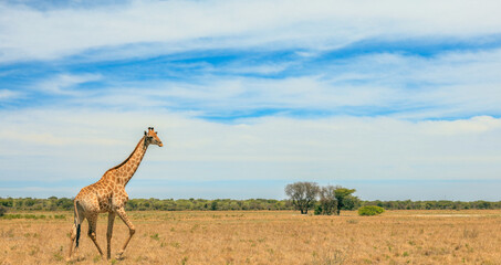 Giraffe walking gracefully across the golden savanna landscape of Botswana under a bright blue sky